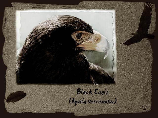 Black_Eagle.jpg