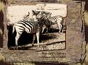 Burchells_Zebra